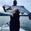 Monster striped bass from 2015
